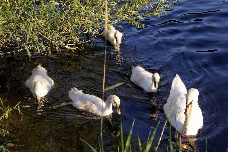 Schwaene auf der Sauer Bild Nr.010